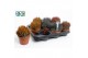 Aloe aristata Make Upz Mix 