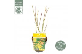 Acer palmatum orange dream