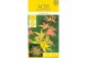Acer palmatum orange dream 