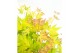 Acer palmatum orange dream 