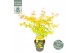 Acer palmatum orange dream 