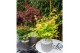 Acer palmatum orange dream 