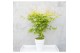 Acer palmatum orange dream 