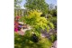 Acer palmatum orange dream 