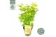 Acer palmatum going green 