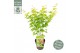 Acer palmatum going green 