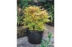 Acer palmatum katsura 