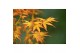 Acer palmatum katsura 