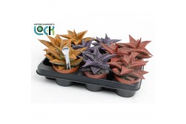 Gasteraloe aveo Make Upz Mix