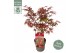 Acer palmatum atropurpureum 