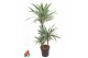 Dracaena fragr. der. white stripe vertakt 