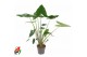 Alocasia zebrina 