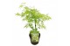 Acer palmatum dissectum 