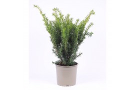 Taxus media densiformis