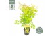 Acer palmatum orange dream 