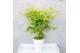 Acer palmatum orange dream 