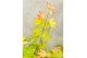Acer palmatum orange dream 