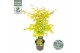 Acer palmatum orange dream 