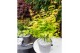 Acer palmatum orange dream 