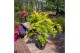 Acer palmatum orange dream 