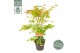Acer palmatum katsura 