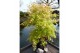Acer palmatum katsura 