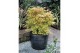 Acer palmatum katsura 