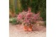Acer palmatum beni-maiko 