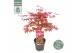 Acer palmatum beni-maiko 