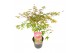Acer palmatum beni-maiko 