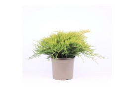 Juniperus x pfitzeriana old gold