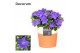 Campanula isoph. napoli decorum terracotta 