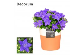 Campanula isoph. napoli decorum terracotta