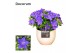 Campanula isoph. napoli decorum melanie 