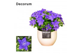 Campanula isoph. napoli decorum melanie