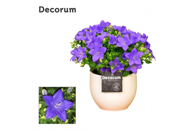 Campanula isoph. napoli decorum melanie 