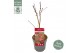 Acer palmatum atropurpureum 