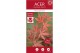 Acer palmatum atropurpureum 