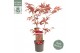 Acer palmatum atropurpureum 