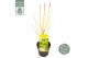 Acer palmatum bi hoo 