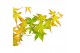 Acer palmatum bi hoo 