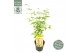 Acer palmatum bi hoo 