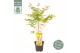 Acer palmatum bi hoo 