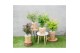 Acer palmatum mix 7 kleuren per cc 