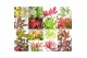Acer palmatum mix 7 kleuren per cc 