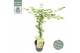Acer palmatum emerald lace 