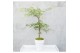 Acer palmatum emerald lace 