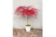 Acer palmatum emerald lace 