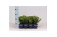 Taxus baccata repandens 