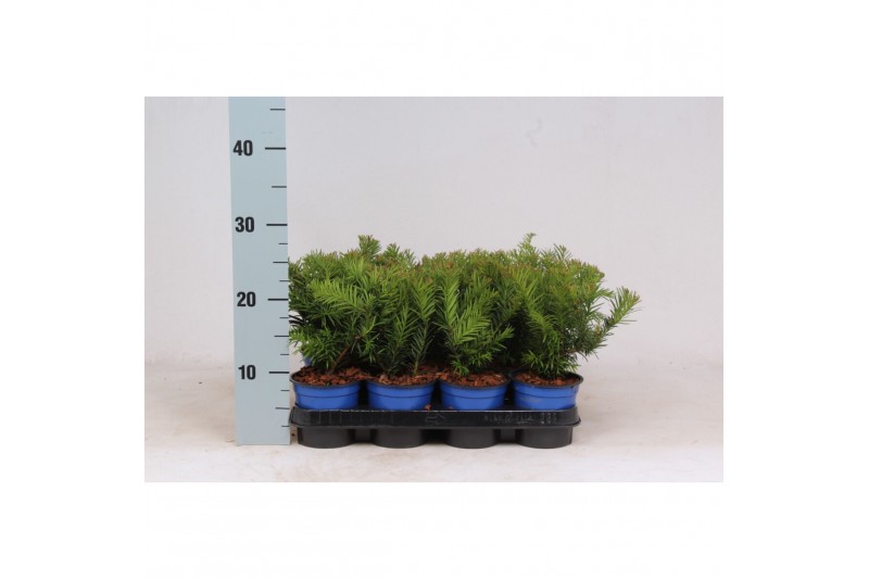 Taxus baccata repandens 